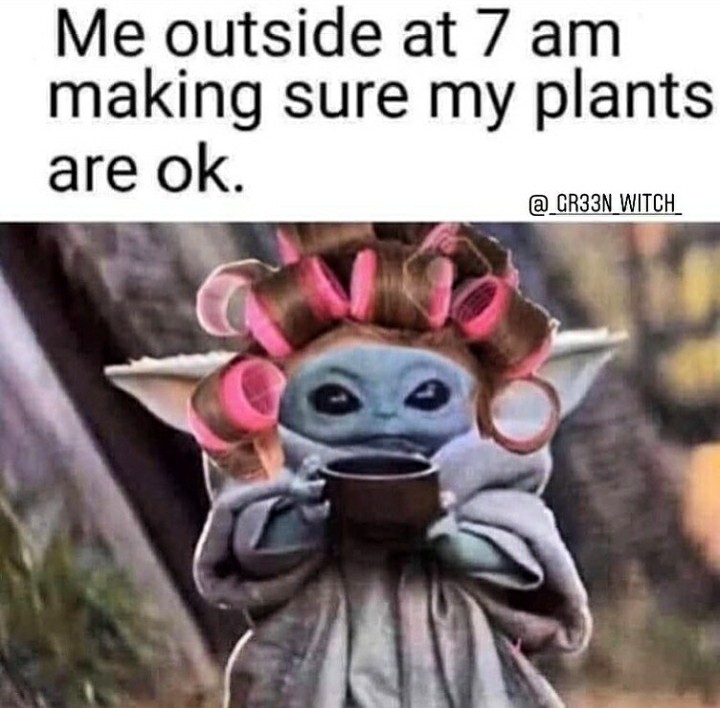 funny garden memes - memes de baby yoda - Me outside at 7 am making sure my plants are ok. @ CR33N Witch
