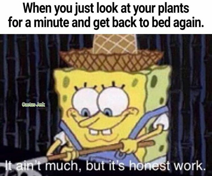 funny garden memes - spongebob honest work meme - When you just look at your plants for a minute and get back to bed again. Cactus Jerk Ht It ain't much, but it's honest work.