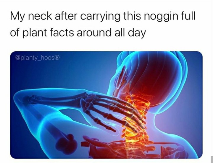 funny garden memes - neck pain - My neck after carrying this noggin full of plant facts around all day