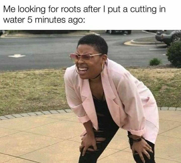 funny garden memes - haunting of the hill house posts - Me looking for roots after I put a cutting in water 5 minutes ago