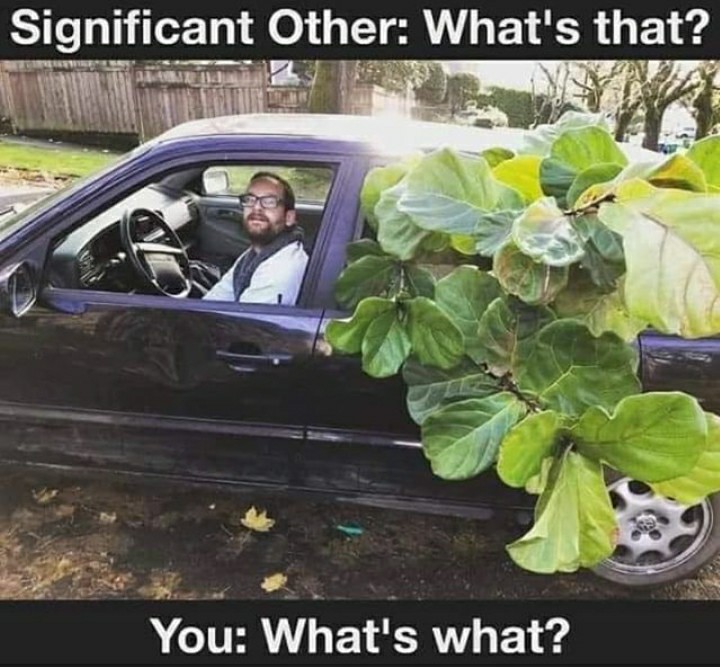 funny garden memes - plant car - Significant Other What's that? You What's what?