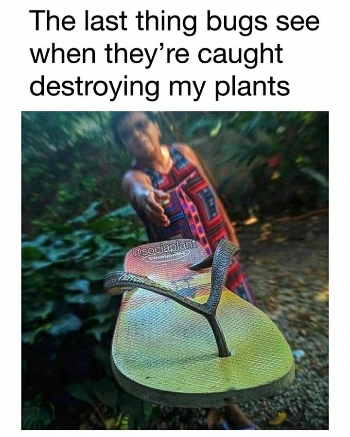 funny garden memes - water - The last thing bugs see when they're caught destroying my plants