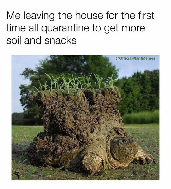 funny garden memes - turtle coming out of hibernation - Me leaving the house for the first time all quarantine to get more soil and snacks