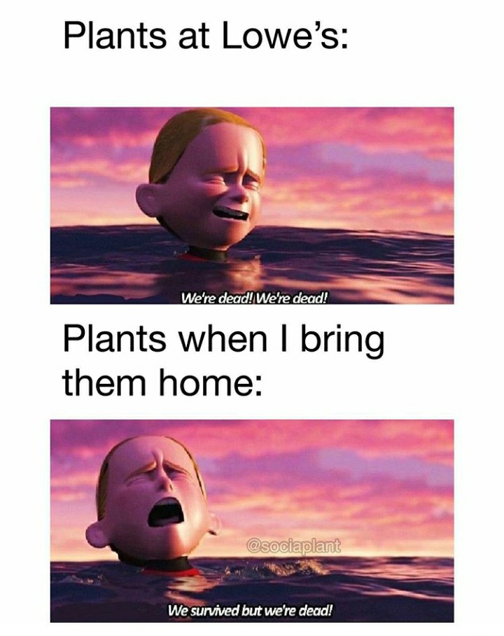 funny garden memes - nursing school meme - Plants at Lowe's We're dead! We're dead! Plants when I bring them home We survived but we're dead!