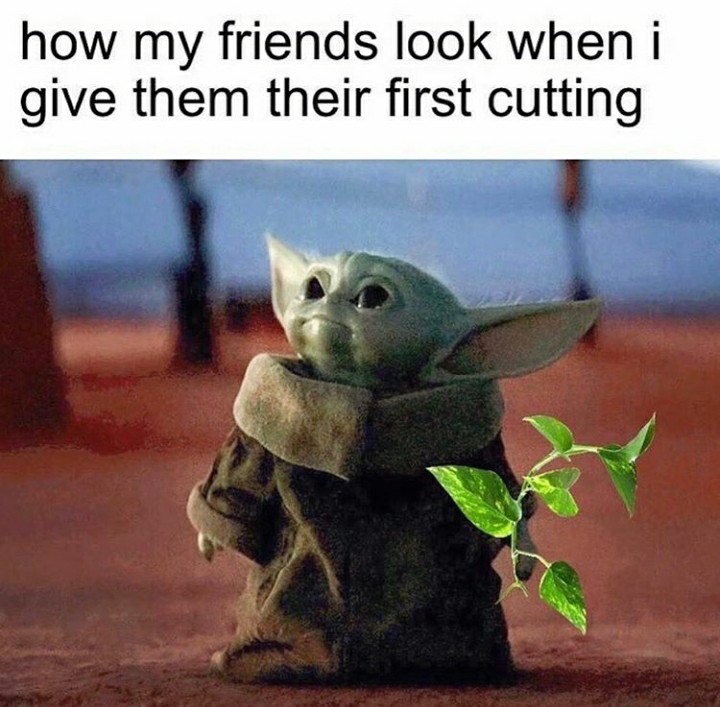 funny garden memes - mini yoda - how my friends look when i give them their first cutting