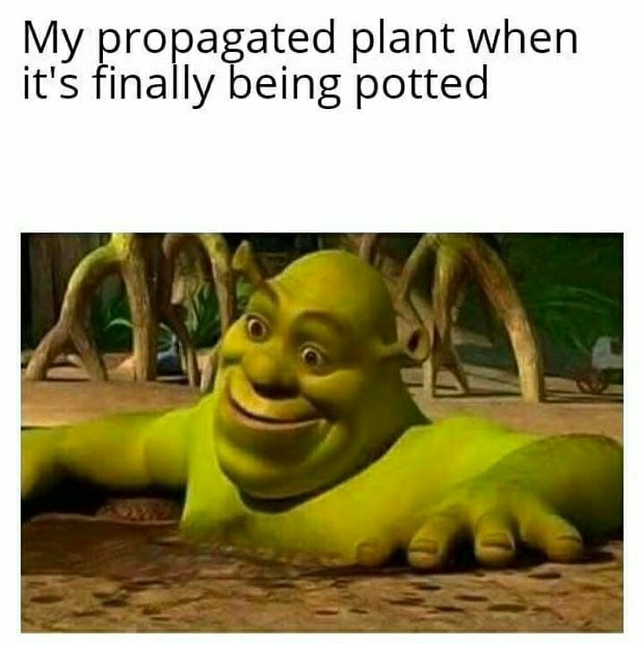 funny garden memes - end of the world meme coronavirus - My propagated plant when it's finally being potted