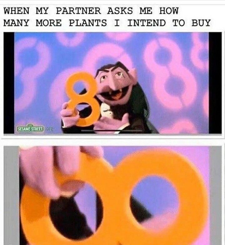 funny garden memes - no covid meme - When My Partner Asks Me How Many More Plants I Intend To Buy 8 Sesame Street