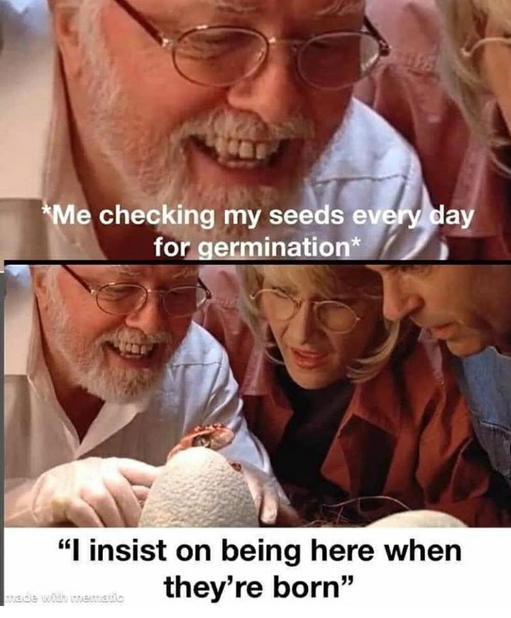 funny garden memes - thought for the day - Me checking my seeds every day for germination "I insist on being here when they're born" medis wat menari