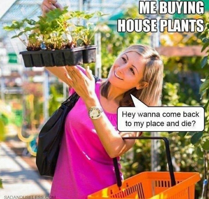 funny garden memes - funny houseplant memes - Me Buying House Plants Hey wanna come back to my place and die? Sadanduseless.Com