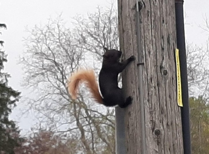 A black squirrel with a blonde tail.