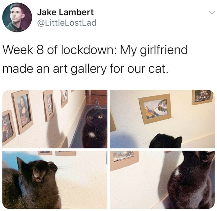 cat - Jake Lambert Week 8 of lockdown My girlfriend made an art gallery for our cat.