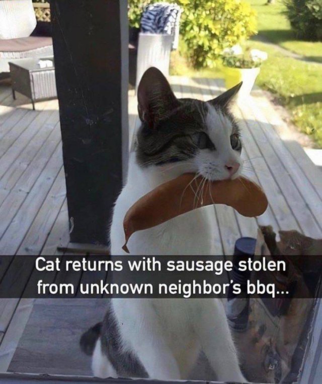 cats bbq - Cat returns with sausage stolen from unknown neighbor's bbq...