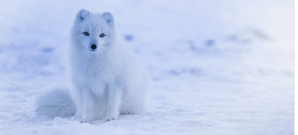 arctic fox iceland