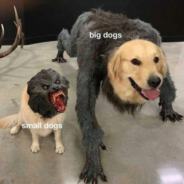 big dog and small dog meme - big dogs Dogo small dogs