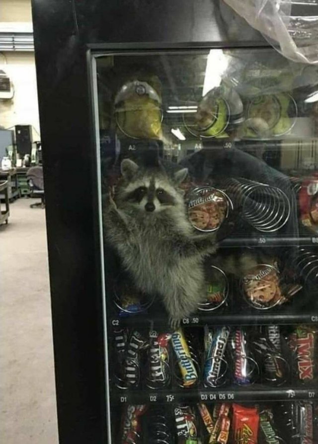 racoon gets stuck in vending machine - C2 Cb 50 S Butt ring Vonand X 9 02 754 D3 D4 Ds Ds Ceiros Si