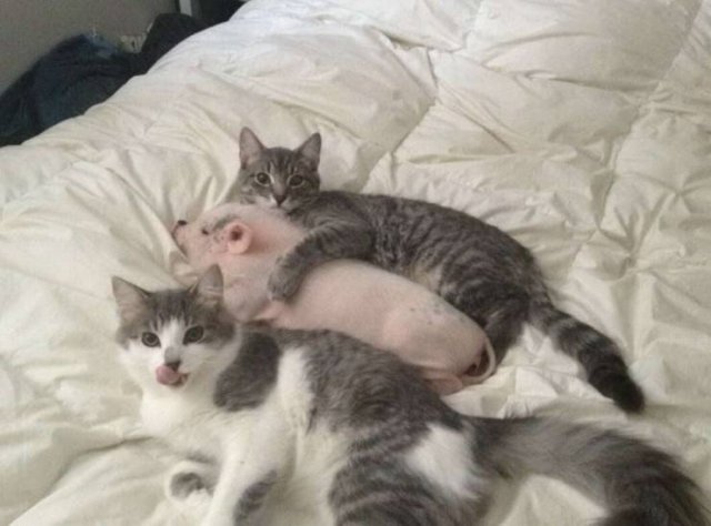cats and pigs