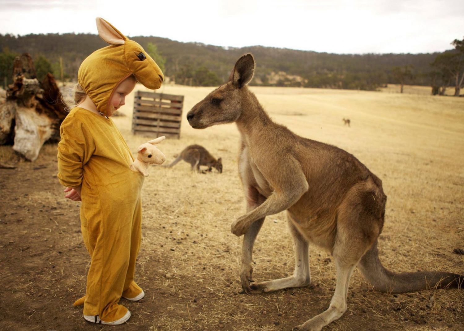 kangaroo lover