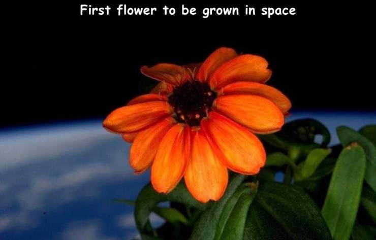 first flower in space - First flower to be grown in space