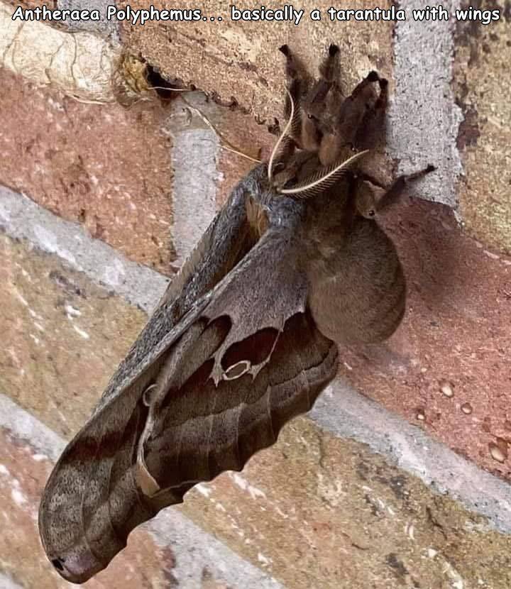 Polyphemus moth - Antheraea Polyphemus... basically a tarantula with wings