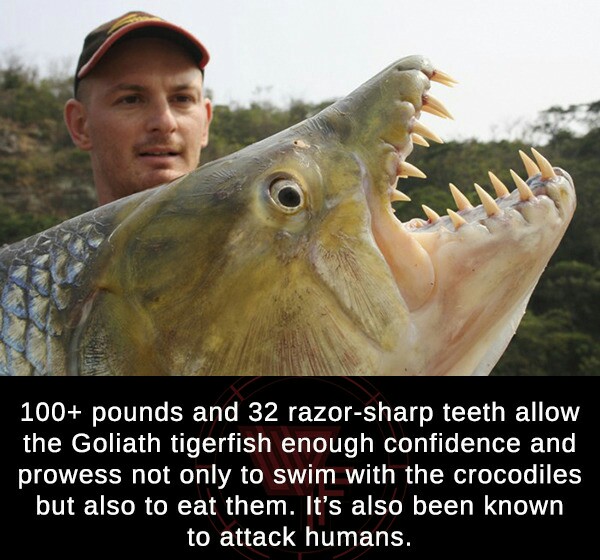 Hydrocynus goliath - 100 pounds and 32 razorsharp teeth allow the Goliath tigerfish enough confidence and prowess not only to swim with the crocodiles but also to eat them. It's also been known to attack humans.