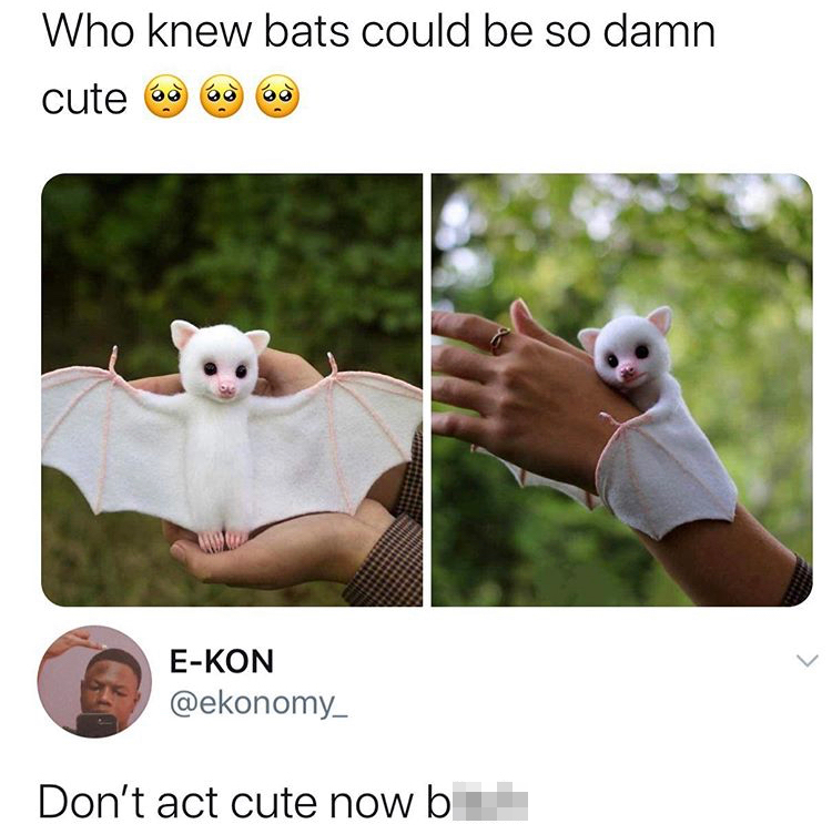 Who knew bats could be so damn cute - Don't act cute now bitch