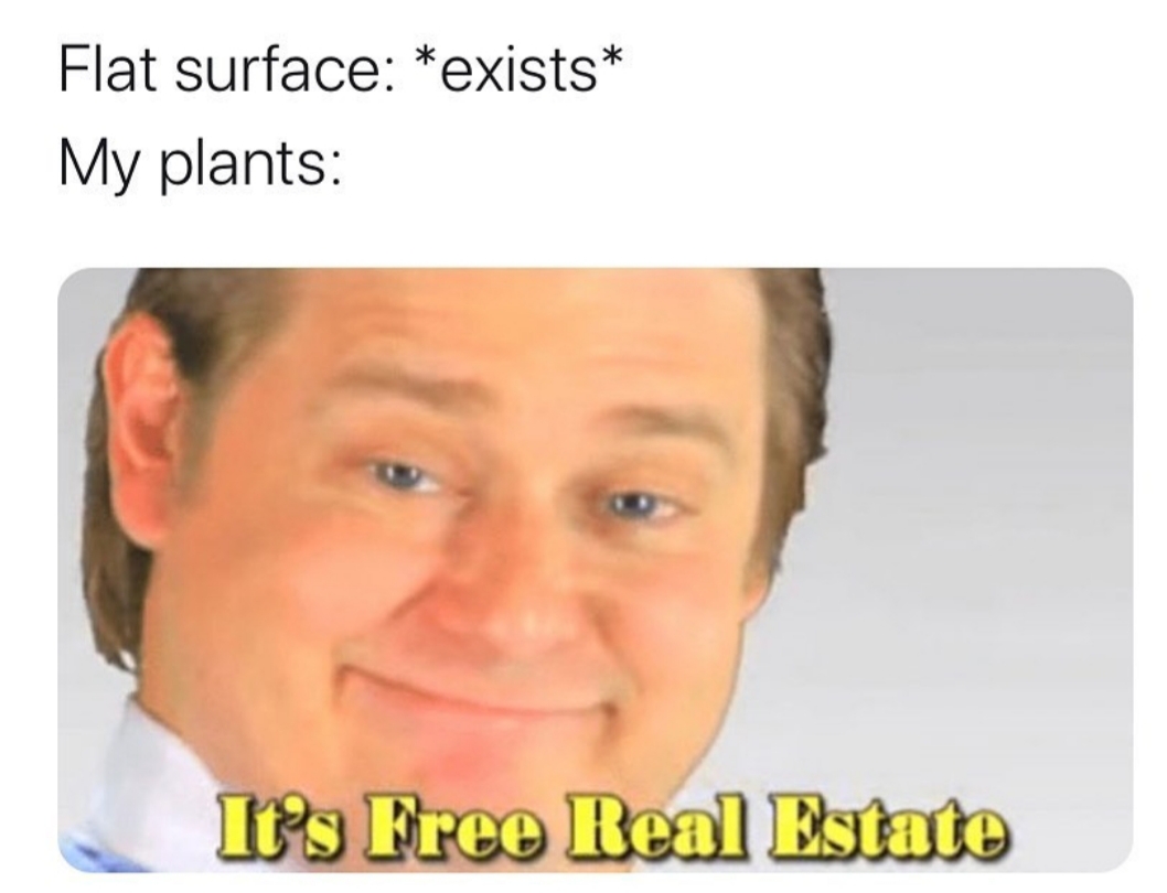 exists meme - Flat surface exists My plants It's Free Real Estate