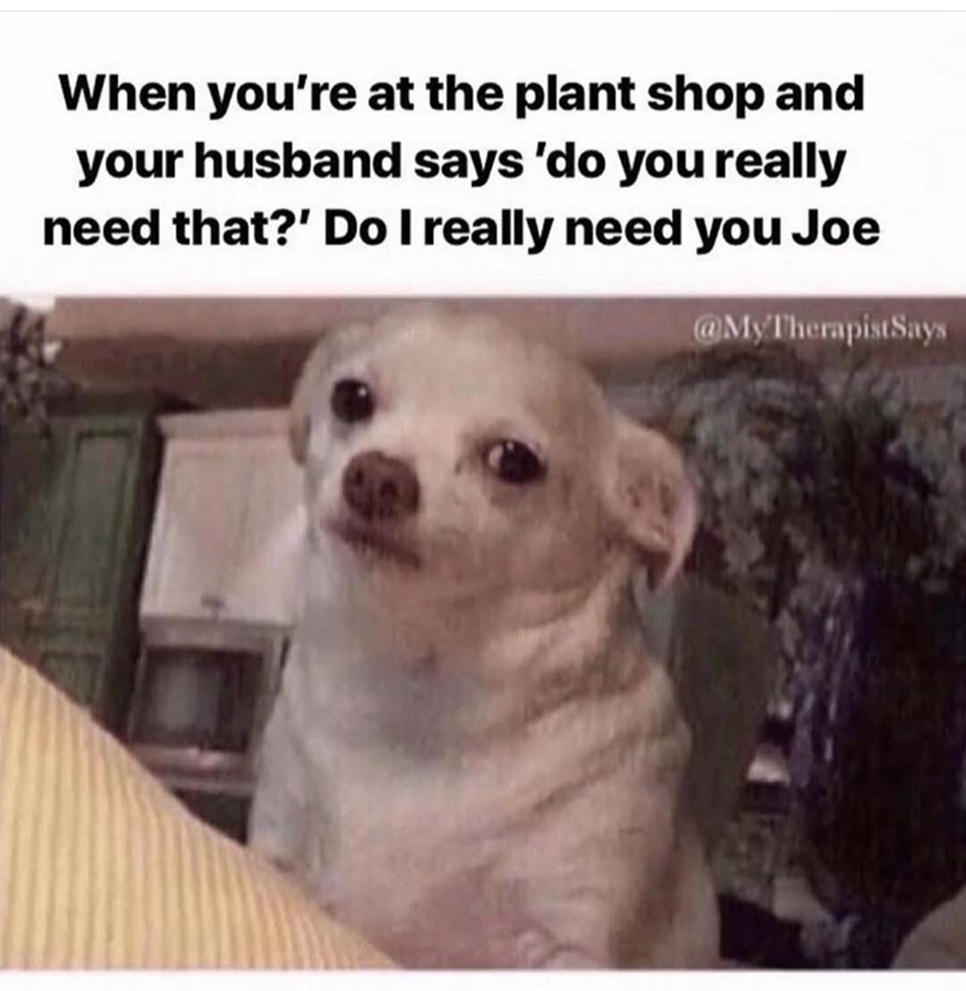 do i really need you joe meme - When you're at the plant shop and your husband says 'do you really need that?' Do I really need you Joe TherapistSays