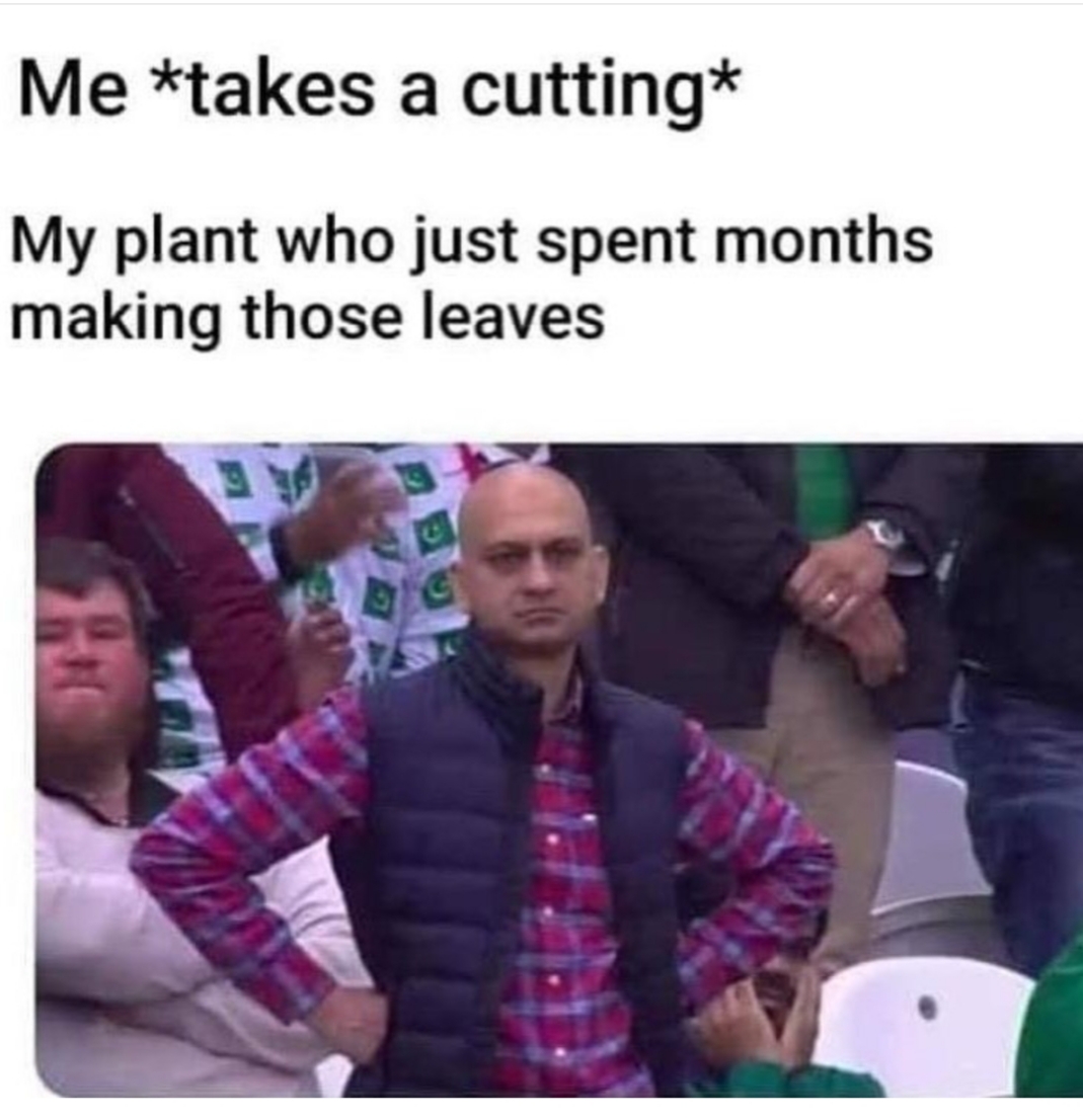 croatia meme - Me takes a cutting My plant who just spent months making those leaves