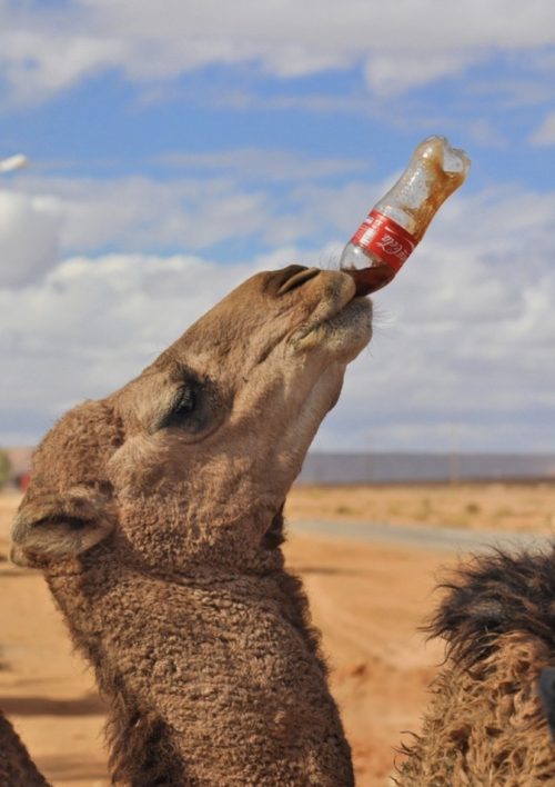 camel coke