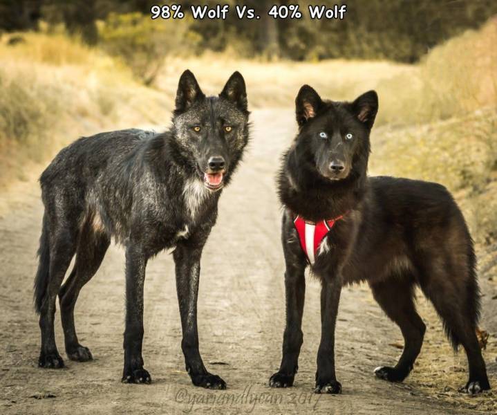 98 wolf vs 40 wolf - 98% Wolf Vs. 40% Wolf 2017
