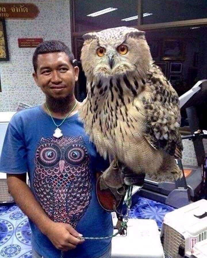huge eagle owl