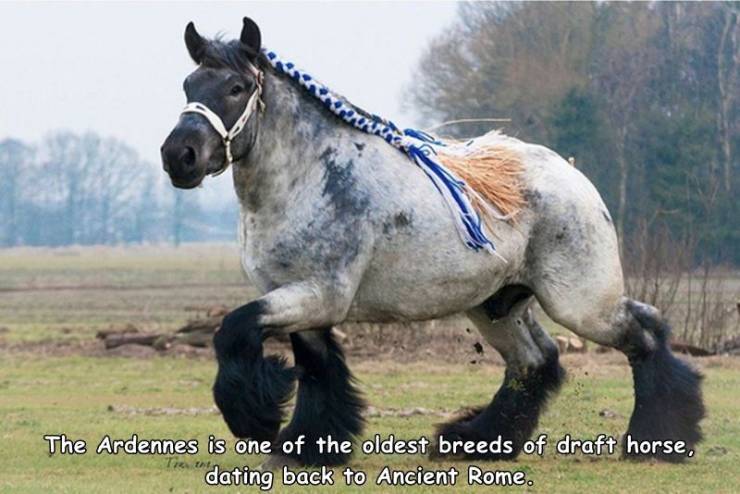 draft horse - The Ardennes is one of the oldest breeds of draft horse, dating back to Ancient Rome.