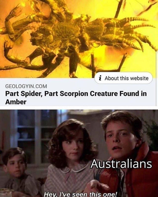 Part Spider, Part Scorpion Creature Found in Amber Australians Hey, I've seen this one!