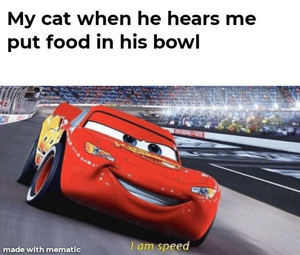 My cat when he hears me put food in his bowl - I am speed