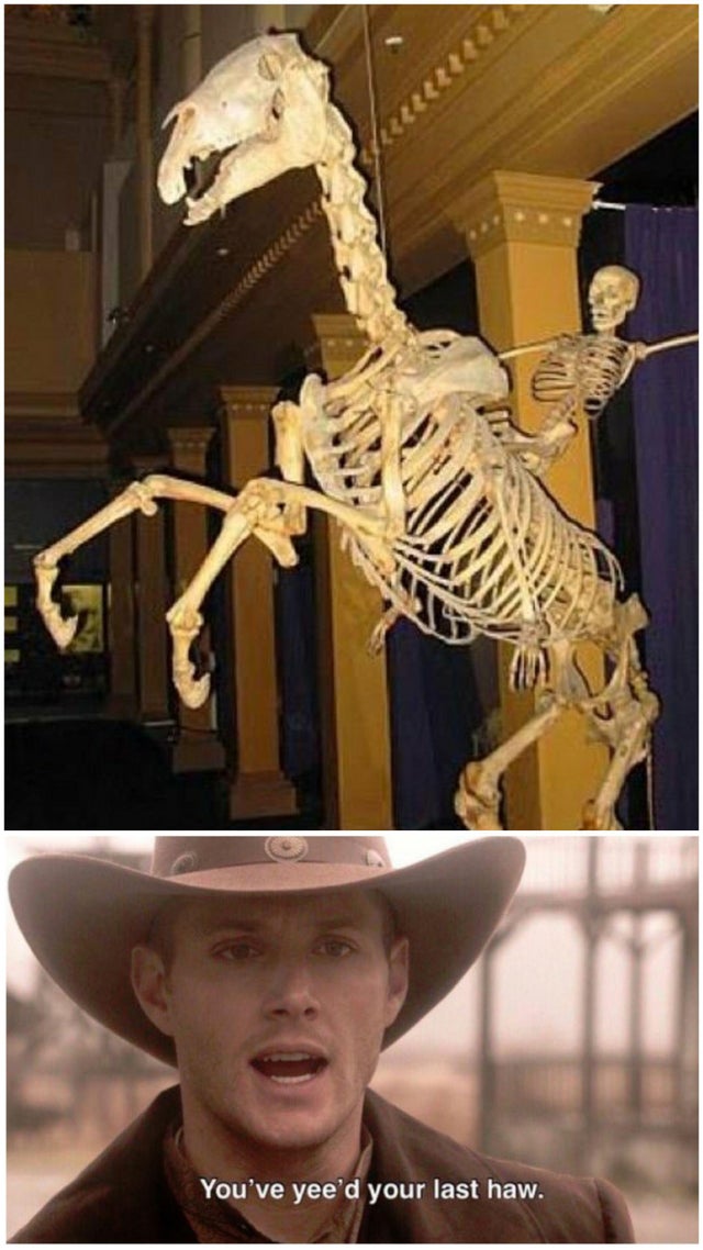 skeleton riding skeleton horse - You've yee'd your last haw.