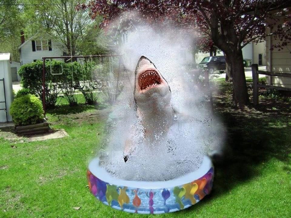 shark in kiddie pool