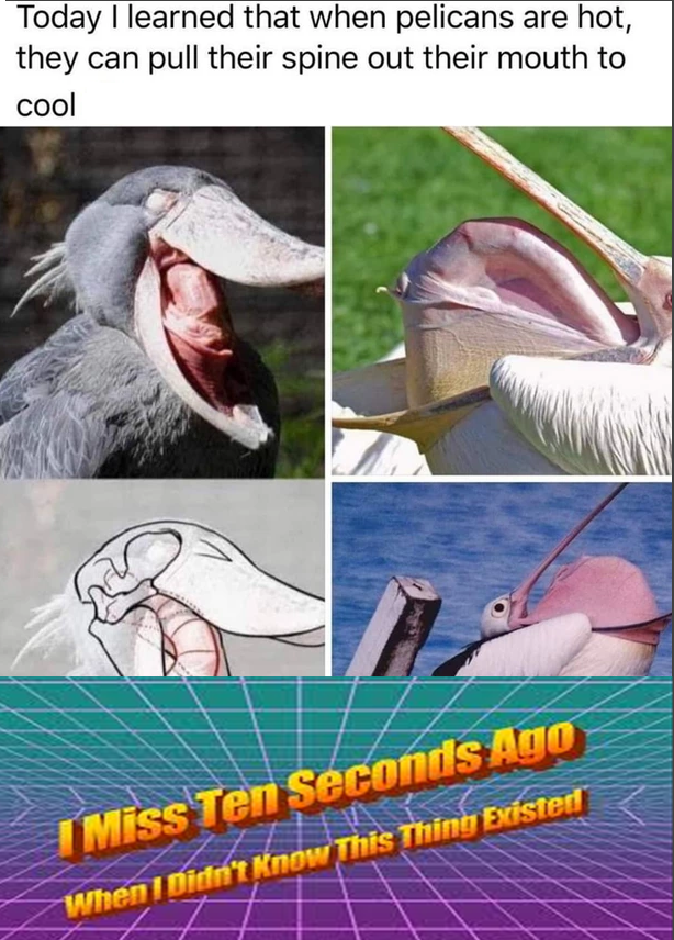 Today I learned that when pelicans are hot, they can pull their spine out their mouth to cool I Miss Ten Seconds Ago When I Didn't Know This Thing Existed