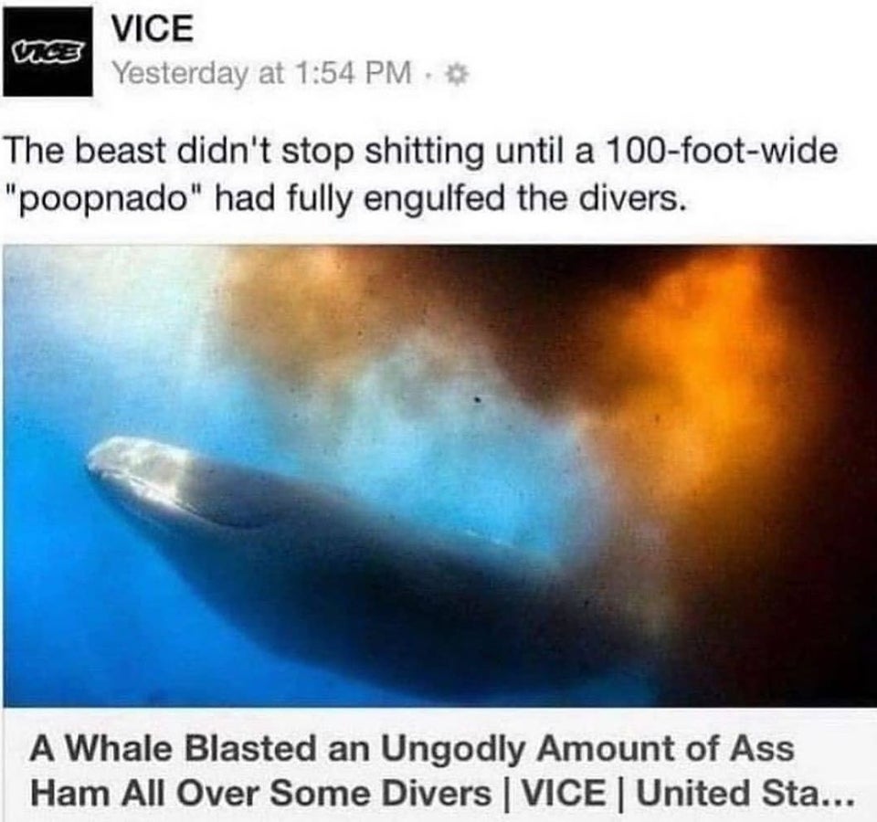 whale poop on divers - Vice Yesterday at The beast didn't stop shitting until a 100footwide