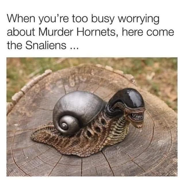 When you're too busy worrying about Murder Hornets, here come the Snaliens