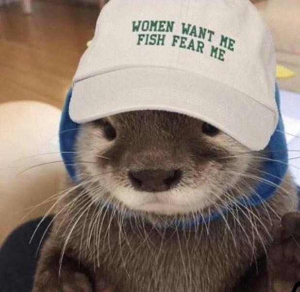 otter with hat - Women Want Me Fish Fear Me