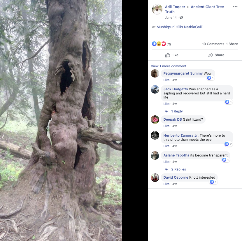 fauna - Adil Toqeer Ancient Giant Tree Truth A Mushkpuri Hits Nathall Ovo 10 1 View more comment Peggymargaret Summy Wow! Jack Hodgetts Was snapped as a saping and recovered but still had a hard le Liew Deepak Ds Caint Reard? Heriberto Zamora Jr. There's 