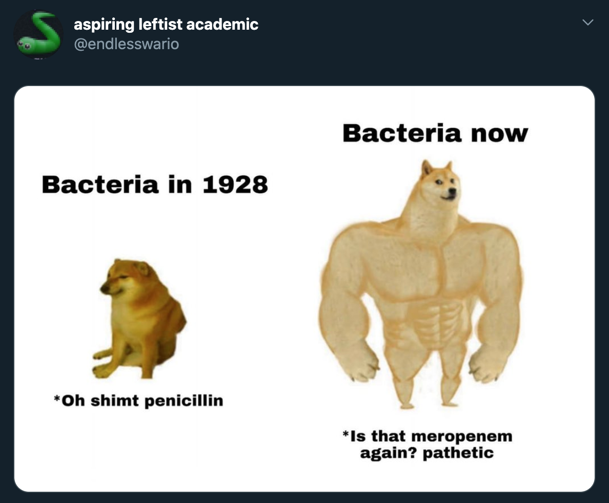 strong doge vs weak doge - aspiring leftist academic Bacteria now Bacteria in 1928 Oh shimt penicillin Is that meropenem again? pathetic