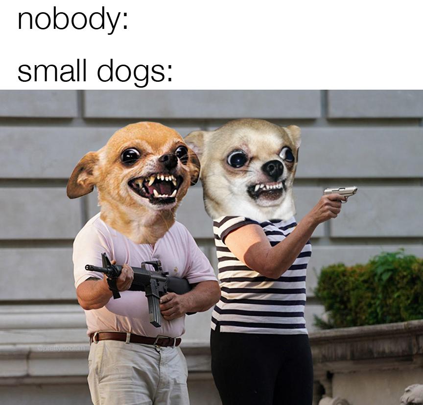 nobody small dogs