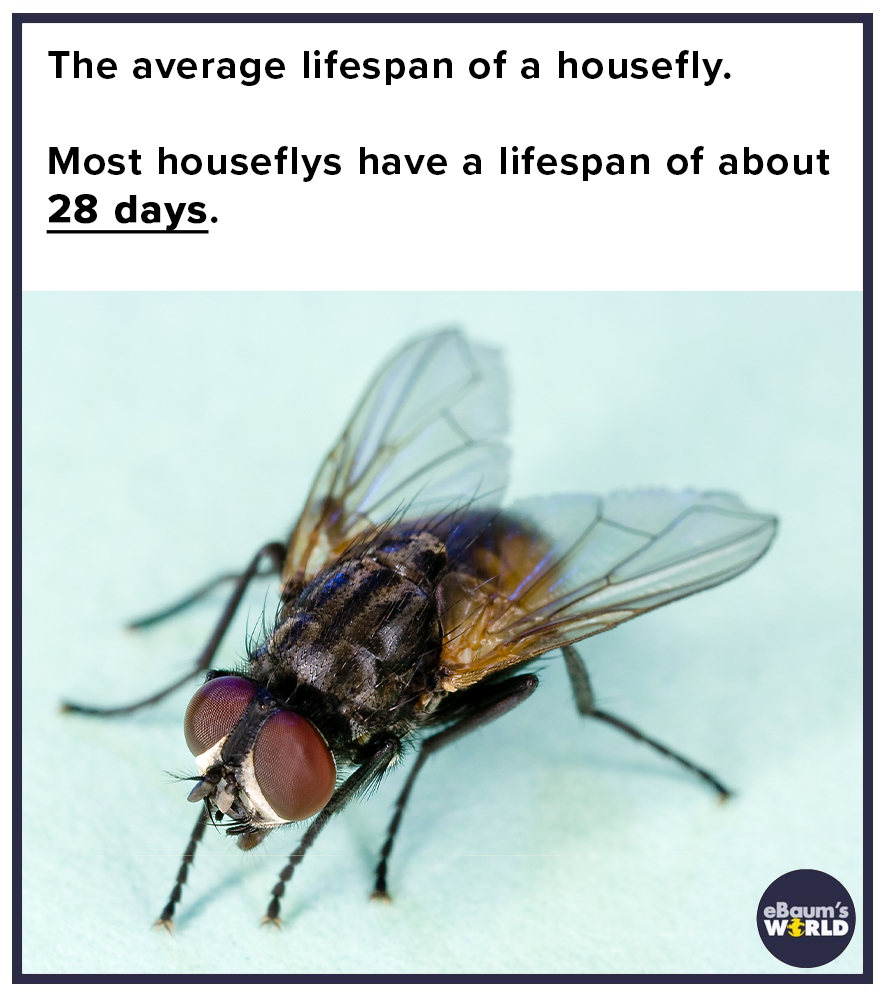 house flies - The average lifespan of a housefly. Most houseflys have a lifespan of about 28 days. eBaum's World
