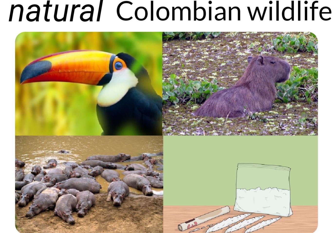 fauna - natural Colombian wildlife 0