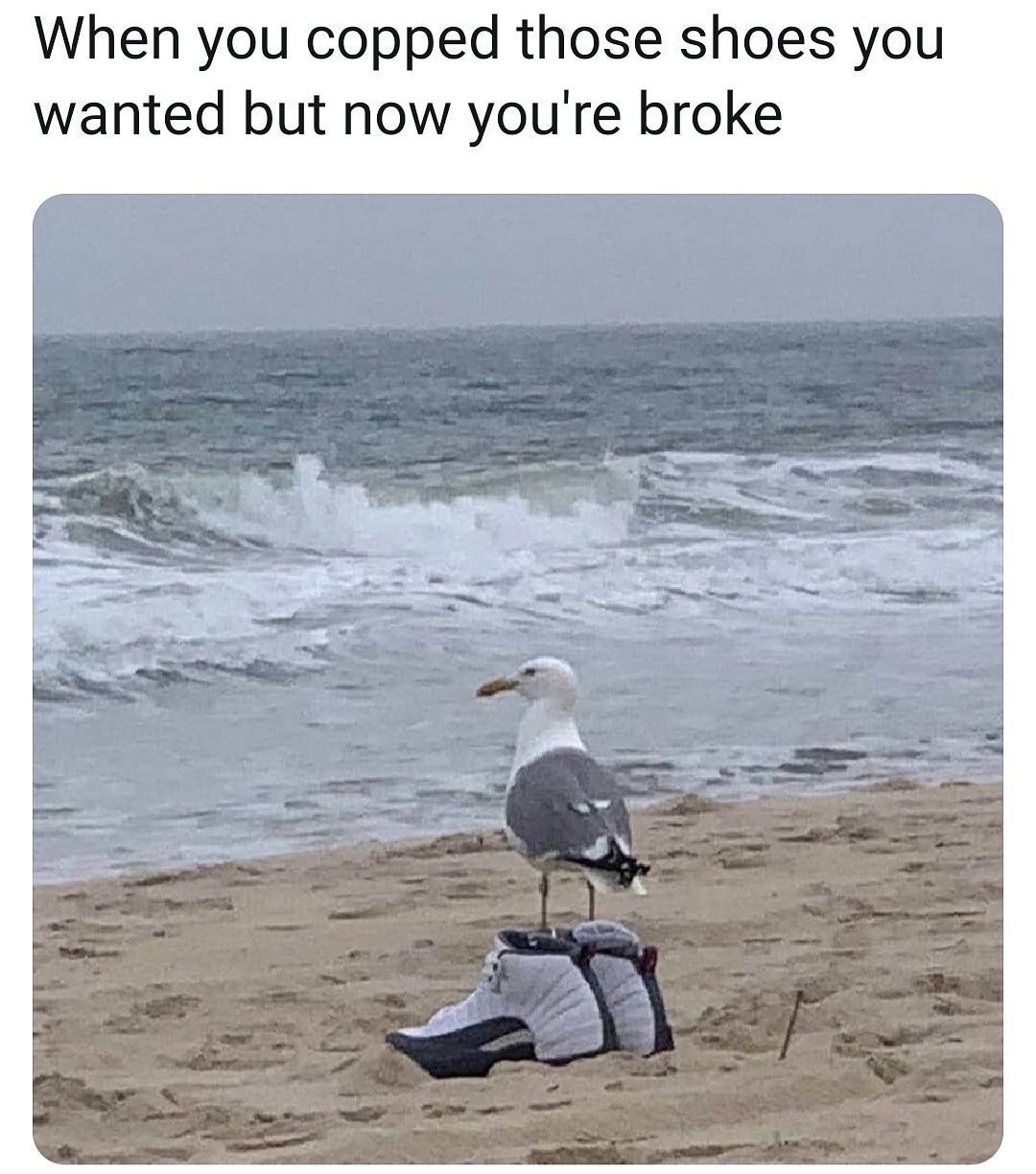 dank memes bird in shoes meme - When you copped those shoes you wanted but now you're broke