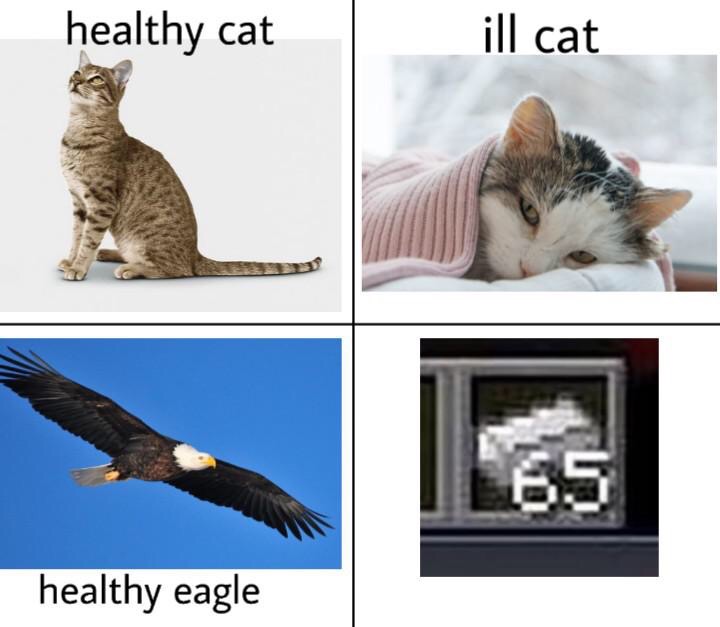 dank memes fauna - healthy cat ill cat 65 healthy eagle