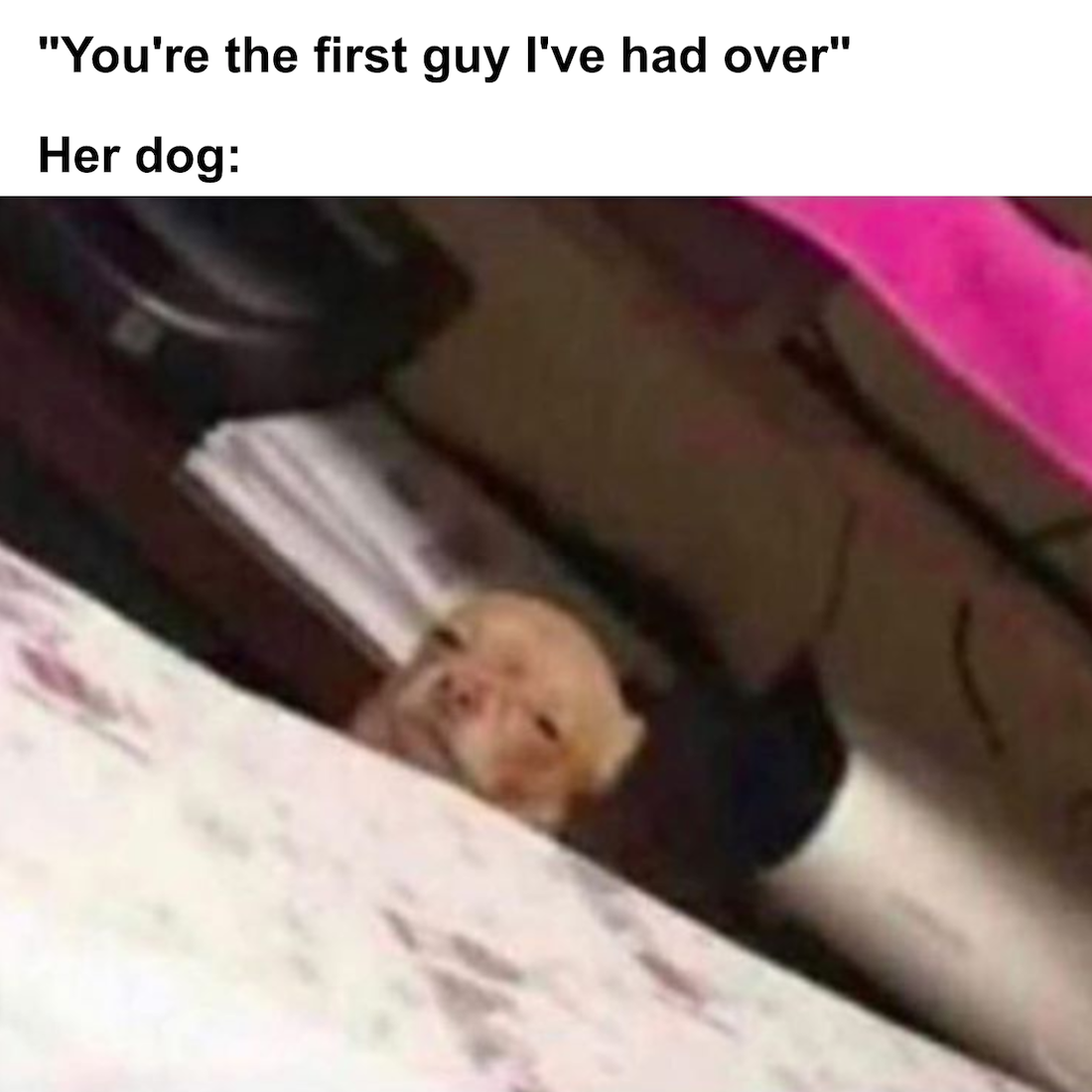 dank meme - "You're the first guy I've had over" Her dog