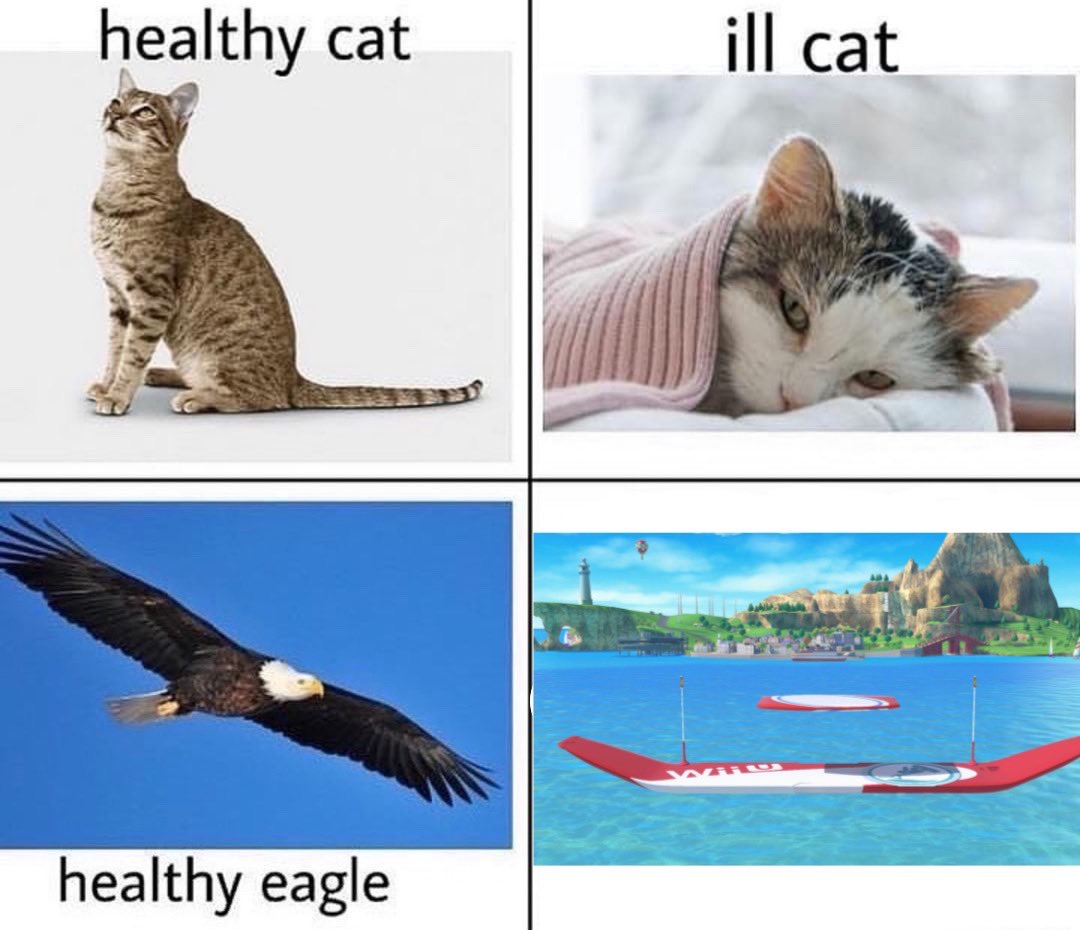 dank memes dank meme - fauna - healthy cat ill cat Airo healthy eagle