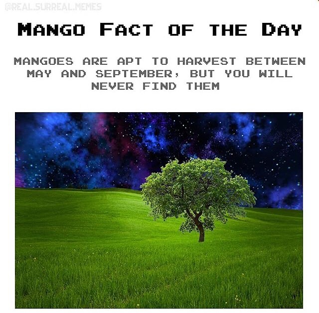 dank memes dank meme - nature - Erreal Surrealmenes Mango Fact Of The Day Mangoes Are Apt To Harvest Between May And September, But You Will Never Find Them